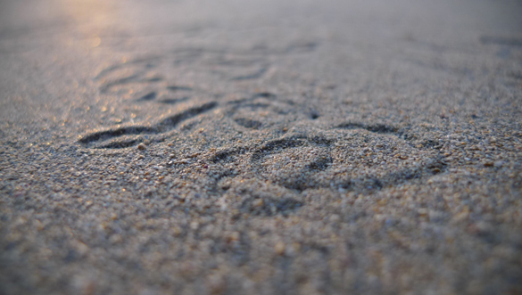 Tracks