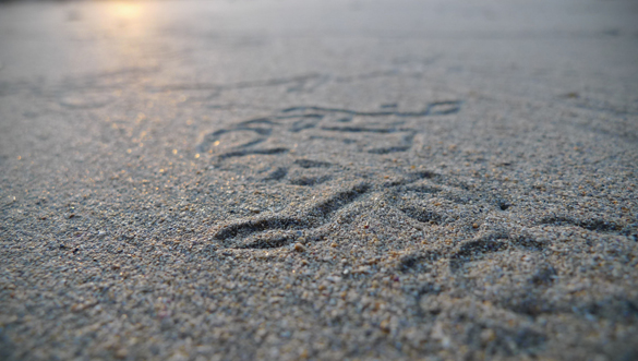 Tracks
