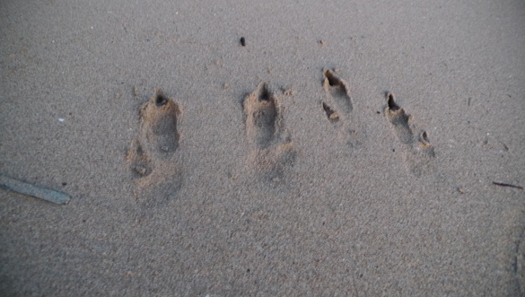 Kangaroo tracks